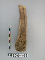 藏品(獸骨殘骸)的圖片